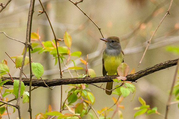 Great-creasted Flycatcher