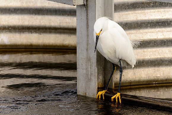 Snowy Egret