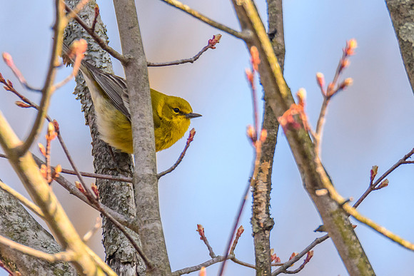 Pine Warbler