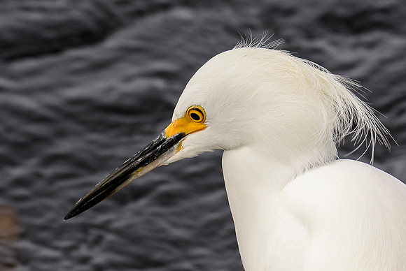Snowy Egret