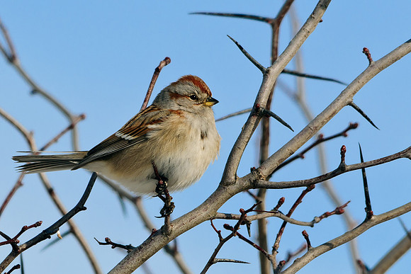 American Tree Sparrow
