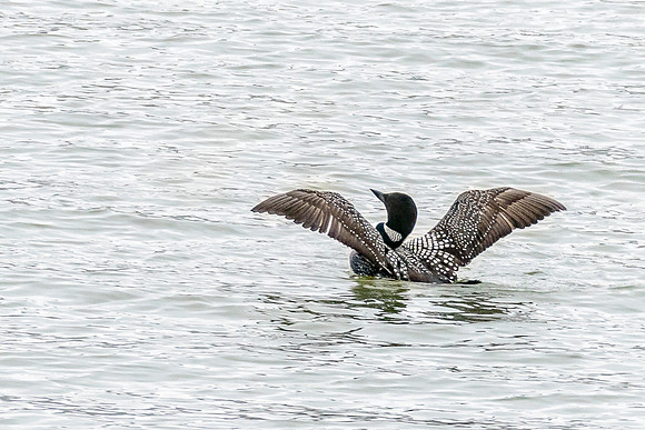 Common Loon
