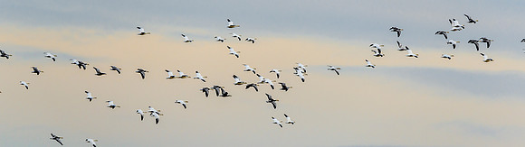 Mixed Winter Geese In Flight 3