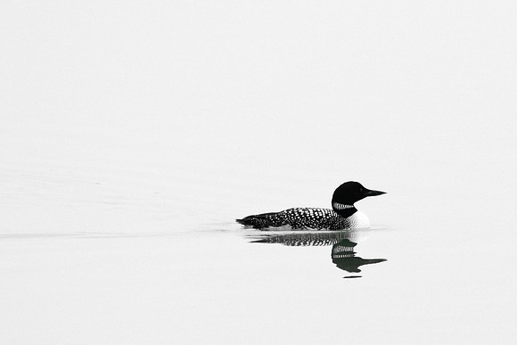 Common Loon; Killdeer Plains WA, Harpster OH