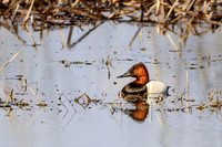 Canvasback