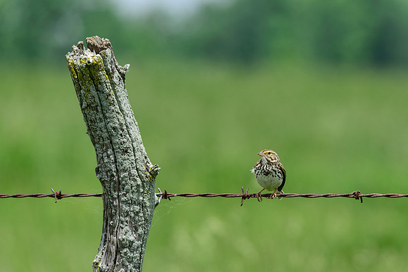 Savannah Sparrow
