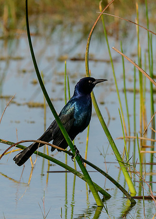 Boat-tailed Grackle