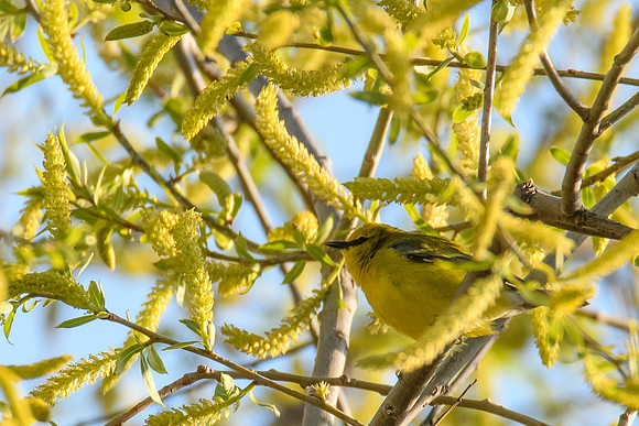 Blue-winged Warbler