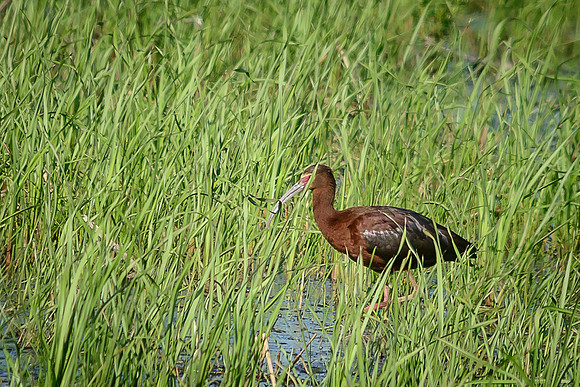 White-faced Ibis