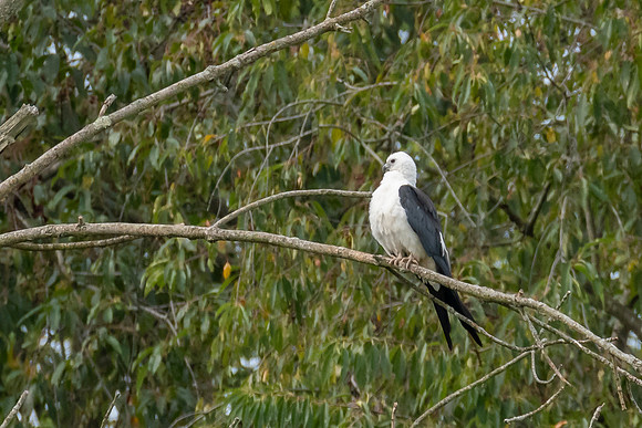 Swallow-tailed Kite