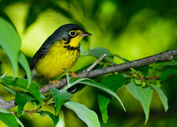 Canada Warbler; Magee Marsh, Lake Erie Ohio