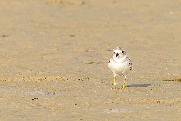 Piping Plover