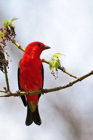Scarlet Tanager