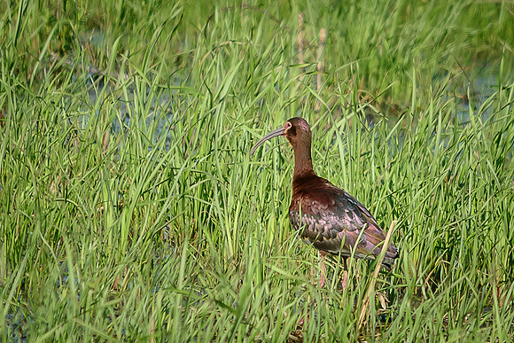 White-faced Ibis