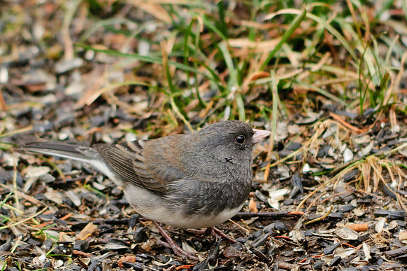 Dark-eyed Junco