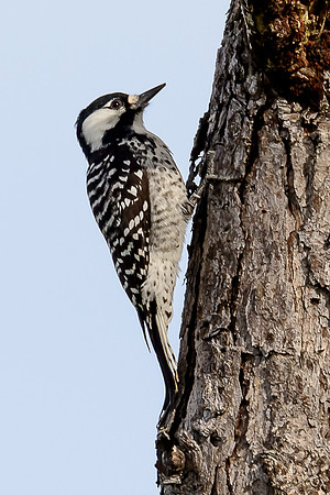 Red-cockaded Woodpecker