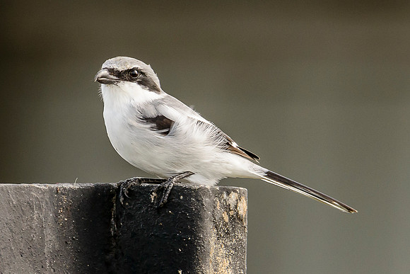 Loggerhead Shrike