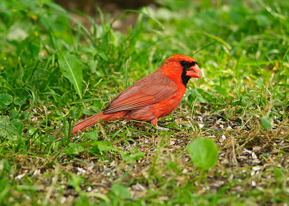 Northern Cardinal; Male