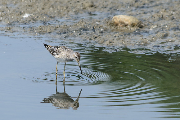 Stilt Sandpiper