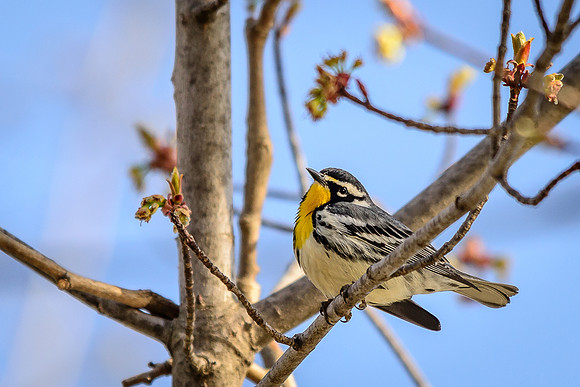 Yellow-throated Warbler