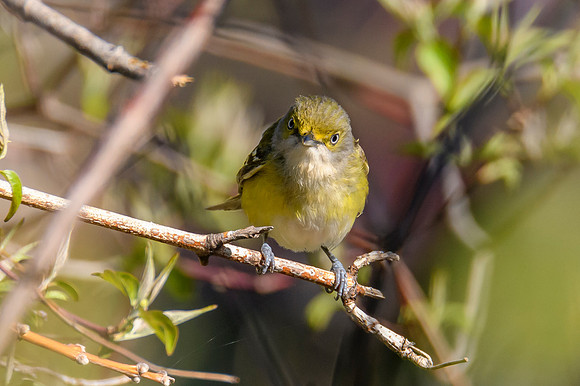 White-eyed Vireo