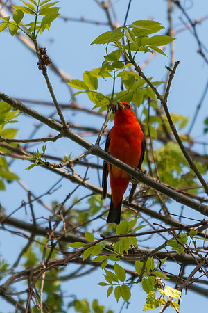Scarlet Tanager