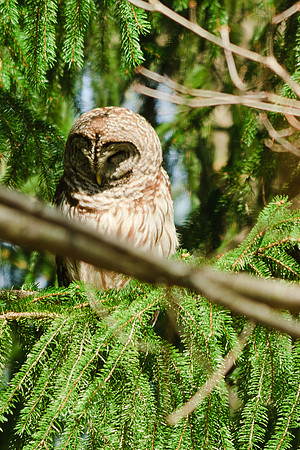 Barred Owl; Blacklick Woods, Columbus OH