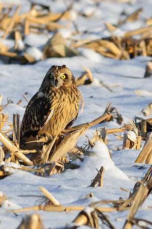 Short-eared Owl