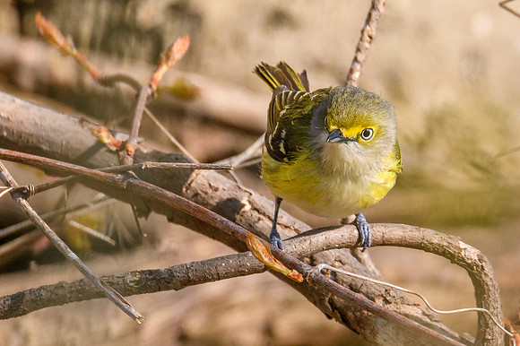 White-eyed Vireo
