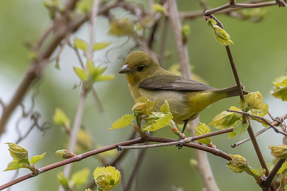 Scarlet Tanager