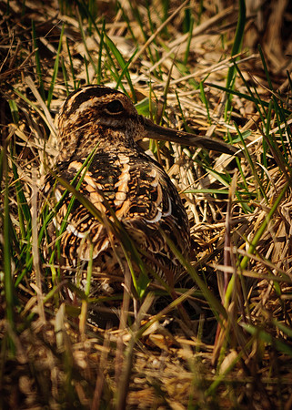 Wilson's Snipe, Killdeer Plains Wildlife Area, Meeker, Ohio