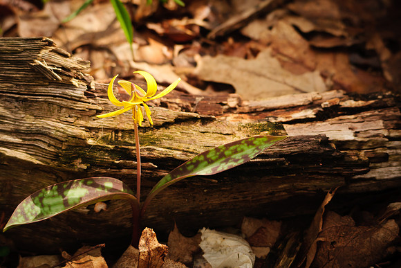 Yellow Trout Lily; Lawrence Woods, Kenton OH