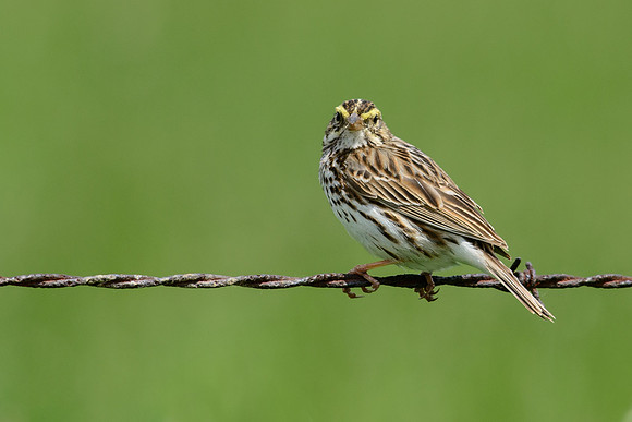 Savannah Sparrow