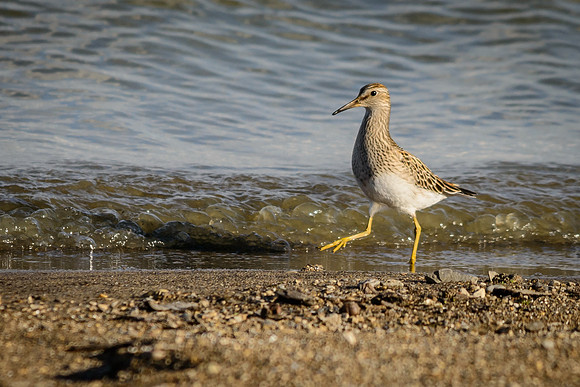 Pectoral Sandpiper