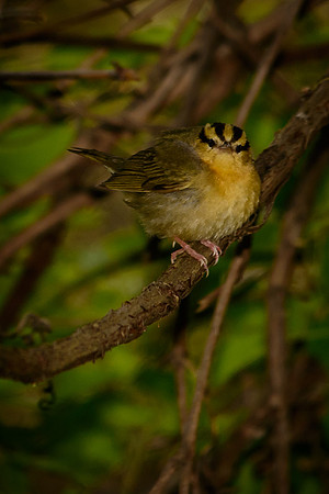 Worm-eating Warbler