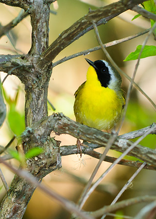 Common Yellowthroat Warbler; Magee Marsh, Lake Erie Ohio