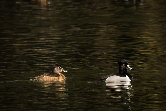 Ring-necked Ducks