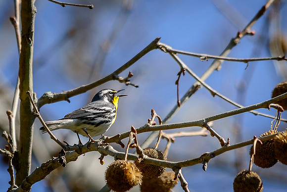 Yellow-throated Warbler