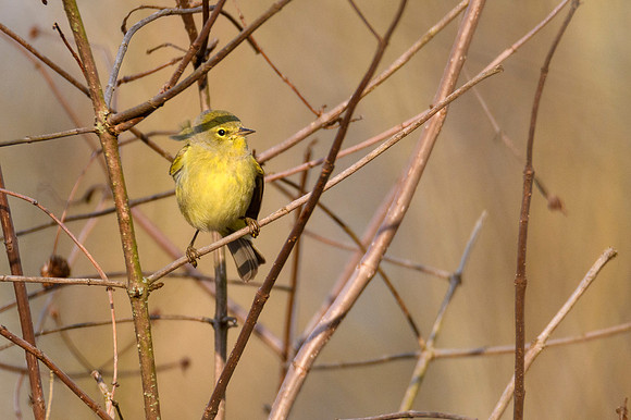 Orange-crowned Warbler