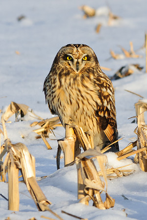 Short-eared Owl