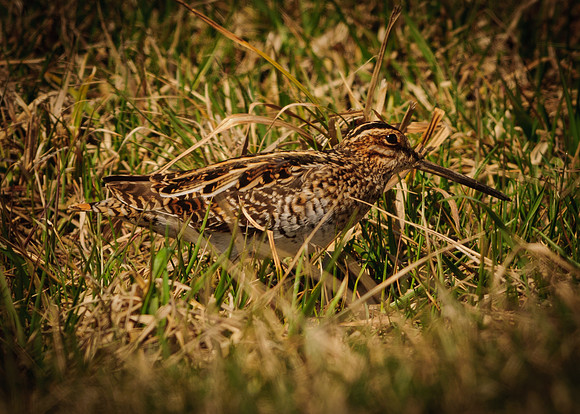 Wilson's Snipe, Killdeer Plains Wildlife Area, Meeker, Ohio