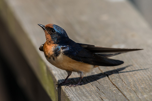 Barn Swallow
