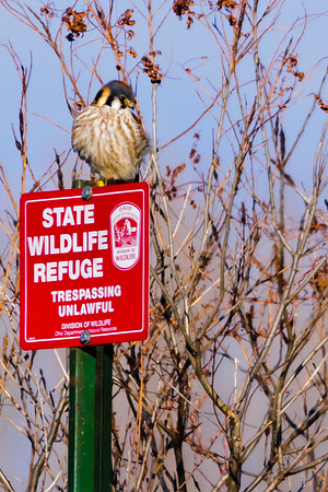 American Kestrel