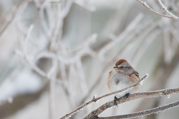 American Tree Sparrow