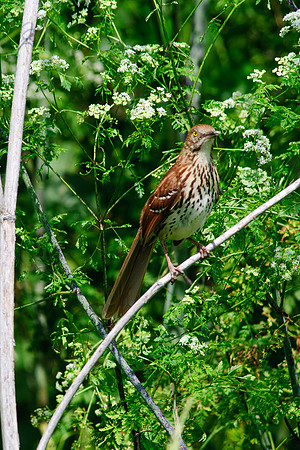 Brown Thrasher; Ohio