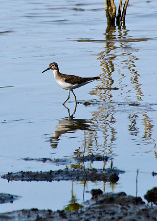 Solitary Sandpiper