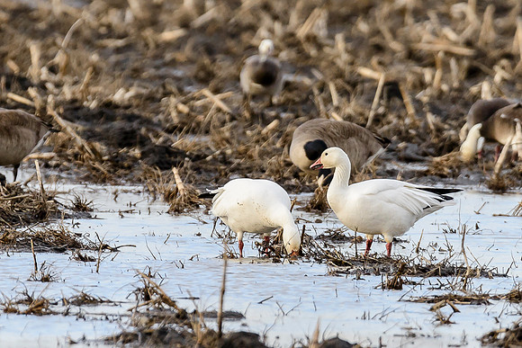 Snow Geese 1