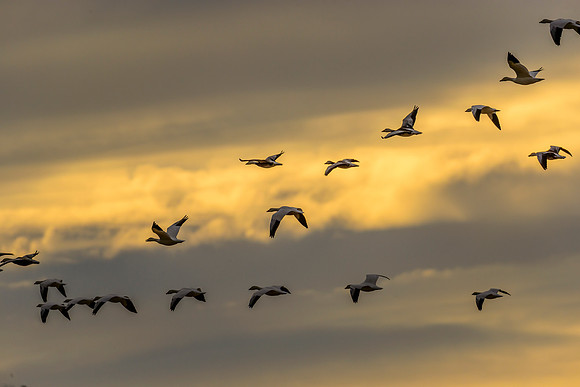 Mixed Winter Geese In Flight 2
