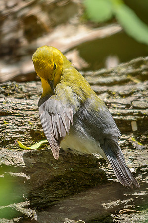Female Prothonotary Warbler Preening