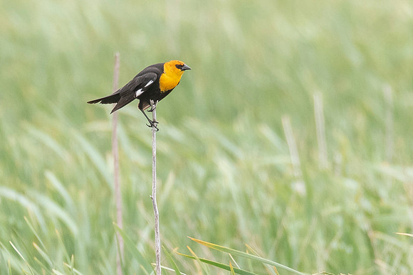 Yellow-headed Blackbird